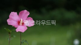 무궁화, 나라꽃, 여름, 자연, 나무, 사진,이미지,일러스트,캘리그라피 - 써니포토작가 크라우드픽 - 저작권 걱정 없는 상업용 이미지