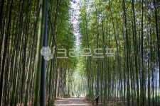 섬진강대숲길, 대나무, bamboo, 식물, plant, 사진,이미지,일러스트,캘리그라피 - 막강철다리작가 크라우드픽 - 저작권 걱정 없는 상업용 이미지