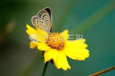 나비, 곤충, 식물, 꽃, 옥외, 사진,이미지,일러스트,캘리그라피 - imlover작가 크라우드픽 - 저작권 걱정 없는 상업용 이미지