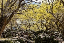 nature, 자연, outdoors, 옥외, 구례산동산수유마을, 사진,이미지,일러스트,캘리그라피 - 영산공작가 크라우드픽 - 저작권 걱정 없는 상업용... 