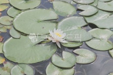 연꽃, 연잎, 흰눈수련, 수련꽃, 수련, 사진,이미지,일러스트,캘리그라피 - 마네루작가 크라우드픽 - 저작권 걱정 없는 상업용 이미지