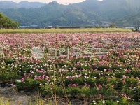 꽃, 자연, 들판, 옥외, 풀, 사진,이미지,일러스트,캘리그라피 - 금산67작가 크라우드픽 - 저작권 걱정 없는 상업용 이미지