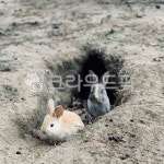 자연, 동물, 토끼, 아기토끼, 토끼굴, 사진,이미지,일러스트,캘리그라피 - 제이쏭작가 크라우드픽 - 저작권 걱정 없는 상업용 이미지