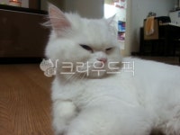 고양이, pet, 애완동물, 냥이, 낭만고양이, 사진,이미지,일러스트,캘리그라피 - 빈도로시작가 크라우드픽 - 저작권 걱정 없는 상업용 이미지