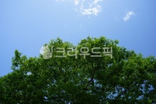 느티나무, zelkova, 마을정자나무, 신목, tree, 사진,이미지,일러스트,캘리그라피 - hys작가 크라우드픽 - 저작권 걱정 없는 상업용 이미지