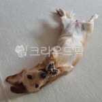 dog, 개, 동물, animal, pet, 사진,이미지,일러스트,캘리그라피 - MOON76작가 크라우드픽 - 저작권 걱정 없는 상업용 이미지