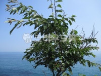 나무, 잎, 초록, 하늘, 바다, 사진,이미지,일러스트,캘리그라피 - JOONG ONG작가 크라우드픽 - 저작권 걱정 없는 상업용 이미지