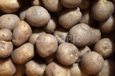 감자, 수미감자, 수미, 햇감자, 수미햇감자, 사진,이미지,일러스트,캘리그라피 - 프리이미지작가 크라우드픽 - 저작권 걱정 없는 상업용 이미지