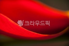 튤립, 빛, 아침, 접사, 구성, 사진,이미지,일러스트,캘리그라피 - 윤슬아작가 크라우드픽 - 저작권 걱정 없는 상업용 이미지