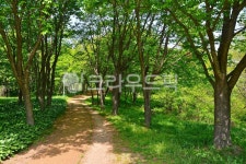 숲길, 산책로, 힐링코스, 흙길산책로, 공원산책로, 사진,이미지,일러스트,캘리그라피 - space작가 크라우드픽 - 저작권 걱정 없는 상업용 이미지