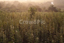 새벽, 이슬, 풀, 시골, 자연, 사진,이미지,일러스트,캘리그라피 - 톳두부작가 크라우드픽 - 저작권 걱정 없는 상업용 이미지