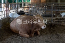 소, 한우, 동물, 가축, 농장, 사진,이미지,일러스트,캘리그라피 - forest 00작가 크라우드픽 - 저작권 걱정 없는 상업용 이미지