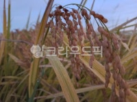 벼, 이삭, 가을, 자연, nature, 사진,이미지,일러스트,캘리그라피 - 주주나라작가 크라우드픽 - 저작권 걱정 없는 상업용 이미지