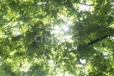 나무, 나뭇잎, 햇빛, 날씨, 화창, 사진,이미지,일러스트,캘리그라피 - Nsmile0392작가 크라우드픽 - 저작권 걱정 없는 상업용 이미지