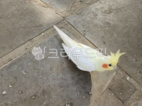 새, 동물, bird, animal, 보도, 사진,이미지,일러스트,캘리그라피 - kbk91작가 크라우드픽 - 저작권 걱정 없는 상업용 이미지
