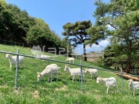 pasture, 목장, nature, 농장, 방목, 사진,이미지,일러스트,캘리그라피 - paradox83작가 크라우드픽 - 저작권 걱정 없는 상업용 이미지