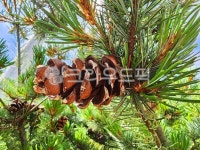 tree, 나무, conifer, 잣나무, pinuskoraiensis, 사진,이미지,일러스트,캘리그라피 - JIWON CHOI작가 크라우드픽 - 저작권 걱정 없는... 