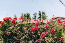 시골, 시골집, 지붕, 장미, 넝쿨장미, 사진,이미지,일러스트,캘리그라피 - JackyPhoto작가 크라우드픽 - 저작권 걱정 없는 상업용 이미지