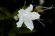 꽃, flower, 봄, 꽃잎, spring, 사진,이미지,일러스트,캘리그라피 - redant103작가 크라우드픽 - 저작권 걱정 없는 상업용 이미지