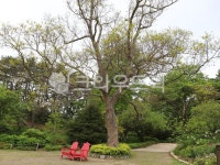 cheonripoarboretum, 천리포수목원, 태안, 힐링, 녹색길, 사진,이미지,일러스트,캘리그라피 - miso1004작가 크라우드픽 - 저작권 걱정 없는... 