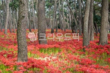 울산, 대왕암공원, 울기등대, 꽃무릇, 대왕암공원꽃무릇, 사진,이미지,일러스트,캘리그라피 - 마퉁이작가 크라우드픽 - 저작권 걱정 없는 상업용... 