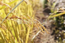 벼, 이삭, 벼이삭, 쌀, 곡식, 사진,이미지,일러스트,캘리그라피 - 함께사는세상작가 크라우드픽 - 저작권 걱정 없는 상업용 이미지