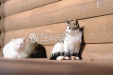 아기고양이, 애기냥이, 새끼냥이, 애기고양이, kitten, 사진,이미지,일러스트,캘리그라피 - 돌하르냥작가 크라우드픽 - 저작권 걱정 없는 상업용... 