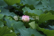 plant, 식물, leaf, 잎, 꽃, 사진,이미지,일러스트,캘리그라피 - acacia92작가 크라우드픽 - 저작권 걱정 없는 상업용 이미지