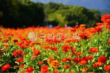 백일홍, 꽃, 꽃밭, 나무, 공원, 사진,이미지,일러스트,캘리그라피 - fm규니작가 크라우드픽 - 저작권 걱정 없는 상업용 이미지