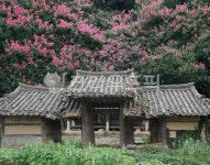 목백일홍, 폐가, 꽃, 배롱나무, 기와집, 사진,이미지,일러스트,캘리그라피 - Taehong작가 크라우드픽 - 저작권 걱정 없는 상업용 이미지