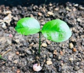 새싹, 식물, plant, leaf, 잎, 사진,이미지,일러스트,캘리그라피 - Nuto83작가 크라우드픽 - 저작권 걱정 없는 상업용 이미지