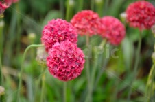 아르메리아, 꽃, 식물, 자연, 순천, 사진,이미지,일러스트,캘리그라피 - vai777작가 크라우드픽 - 저작권 걱정 없는 상업용 이미지