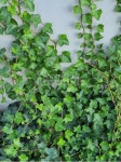 plant, 식물, 덩굴, 넝쿨, 넝쿨식물, 사진,이미지,일러스트,캘리그라피 - 거북이 달작가 크라우드픽 - 저작권 걱정 없는 상업용 이미지