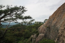 소나무, 바위, 낭떠러지, 자연, nature, 사진,이미지,일러스트,캘리그라피 - shuo작가 크라우드픽 - 저작권 걱정 없는 상업용 이미지