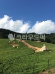 강원도, 하늘목장, 하늘, 산, 푸른, 사진,이미지,일러스트,캘리그라피 - 메트로작가 크라우드픽 - 저작권 걱정 없는 상업용 이미지