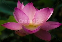 연, 연꽃, 수생, 연밭, 연밥, 사진,이미지,일러스트,캘리그라피 - 퓨처작가 크라우드픽 - 저작권 걱정 없는 상업용 이미지