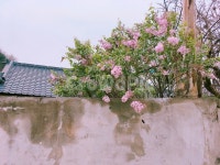 plant, 식물, 담, 담벼락, 꽃, 사진,이미지,일러스트,캘리그라피 - Ndkfh3587작가 크라우드픽 - 저작권 걱정 없는 상업용 이미지