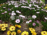 daisy, 데이지, flower, 꽃, petal, 사진,이미지,일러스트,캘리그라피 - 영수길작가 크라우드픽 - 저작권 걱정 없는 상업용 이미지