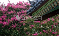 자연, 풍경, 경치, 포충사, 배롱나무꽃, 사진,이미지,일러스트,캘리그라피 - 서은작가 크라우드픽 - 저작권 걱정 없는 상업용 이미지