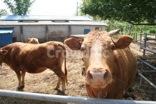 소, 한우, 황소, 한우농장, 한우사육, 사진,이미지,일러스트,캘리그라피 - 시대작가 크라우드픽 - 저작권 걱정 없는 상업용 이미지