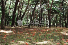 운문사송림, 운문사, 송림, 상사화, 소나무, 사진,이미지,일러스트,캘리그라피 - 나그네길작가 크라우드픽 - 저작권 걱정 없는 상업용 이미지