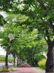 가로수길, 산책로, 나무터널, 자전거길, 도로옆길, 사진,이미지,일러스트,캘리그라피 - 일구구공아이디어작가 크라우드픽 - 저작권 걱정 없는... 