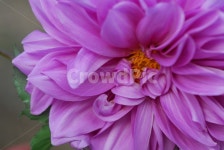 꽃, flower, 식물, 달리아, 핑크, 사진,이미지,일러스트,캘리그라피 - 하눌타리작가 크라우드픽 - 저작권 걱정 없는 상업용 이미지