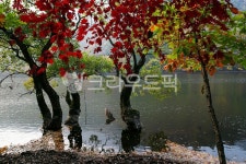 가을, autumn, 단풍, maple, 낙엽, 사진,이미지,일러스트,캘리그라피 - 고운경작가 크라우드픽 - 저작권 걱정 없는 상업용 이미지