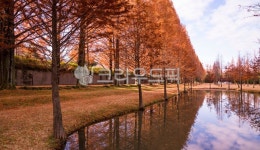 도로, 길, 나무, 가로수, 가로스길, 사진,이미지,일러스트,캘리그라피 - 서은작가 크라우드픽 - 저작권 걱정 없는 상업용 이미지