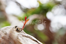 배롱나무, 새순, 나무, 자연, 배경, 사진,이미지,일러스트,캘리그라피 - 함께사는세상작가 크라우드픽 - 저작권 걱정 없는 상업용 이미지