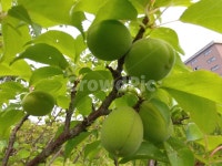 매실, 매화나무, 오매, 장미과, 낙엽소교목, 사진,이미지,일러스트,캘리그라피 - Nkhd0192작가 크라우드픽 - 저작권 걱정 없는 상업용 이미지