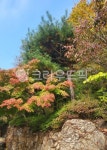 tree, 나무, leaf, 잎, 단풍나무, 사진,이미지,일러스트,캘리그라피 - 꾸밈터작가 크라우드픽 - 저작권 걱정 없는 상업용 이미지