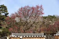 매화나무, 매화, 꽃, flower, plumblossom, 사진,이미지,일러스트,캘리그라피 - 보는대로담다작가 크라우드픽 - 저작권 걱정 없는 상업용... 