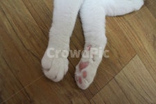 고양이발, 발바닥젤리, 핑크발바닥, 핑크핑크, 고양이발모양, 사진,이미지,일러스트,캘리그라피 - Nheri1222작가 크라우드픽 - 저작권 걱정... 